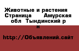  Животные и растения - Страница 15 . Амурская обл.,Тындинский р-н